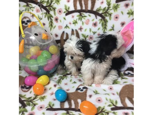 Shih Tzu